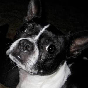 Meet your Posher, Diane